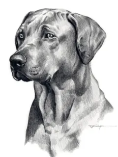 dog pencil drawing ideas