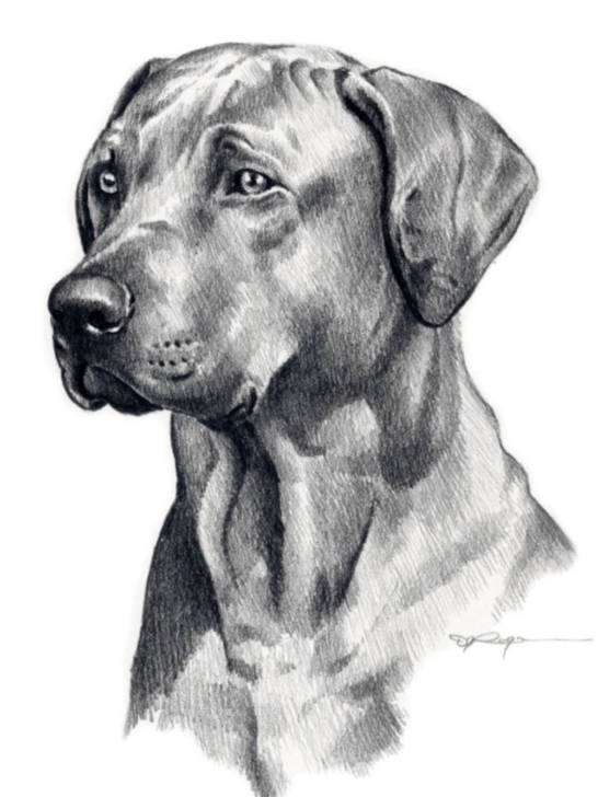 10 Creative Dog Pencil Drawing Ideas & Techniques to Bring Your Art to Life